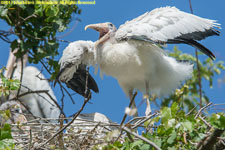 wood stork chick on nest